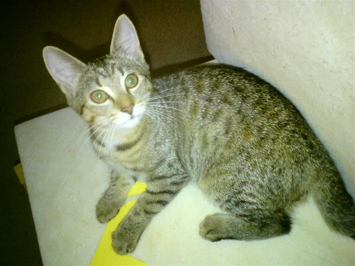 Huskat Pusle billede 5