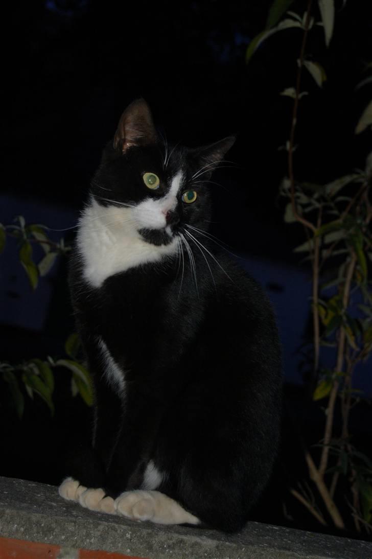 Blanding af racer Aristo Stald Friis billede 1