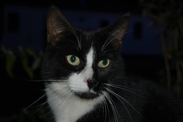 Blanding af racer Aristo Stald Friis billede 2