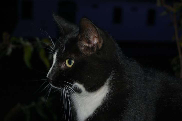 Blanding af racer Aristo Stald Friis billede 3