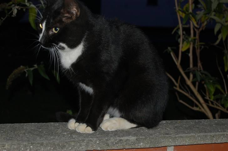 Blanding af racer Aristo Stald Friis billede 4