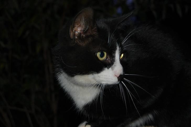 Blanding af racer Aristo Stald Friis billede 5