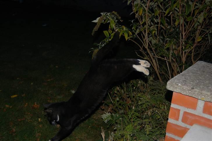 Blanding af racer Aristo Stald Friis billede 6