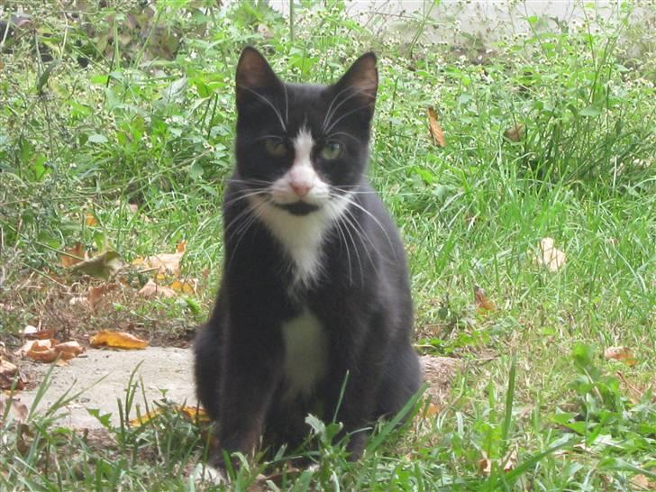 Blanding af racer Mille Stald Friis billede 1