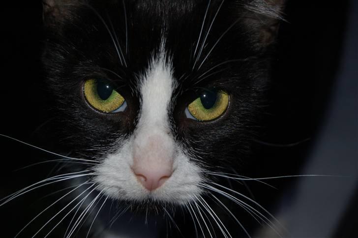 Blanding af racer Mille Stald Friis billede 2