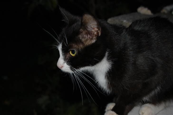 Blanding af racer Mille Stald Friis billede 3