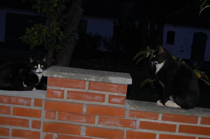 Blanding af racer Mille Stald Friis billede 4