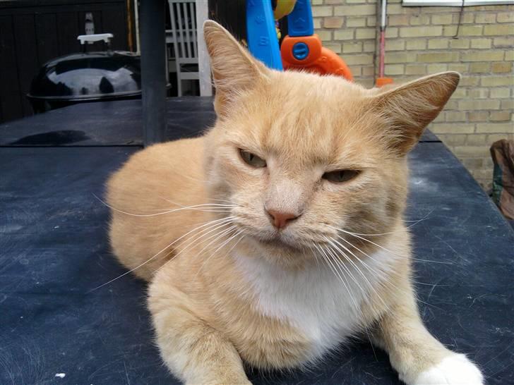 Huskat speedy - Et af de nyeste billeder af biller missen :D billede 9