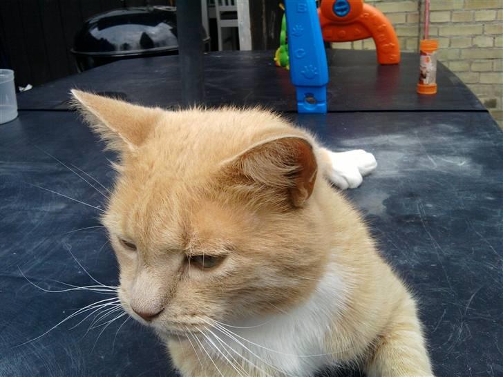 Huskat speedy - "uuh hvad er deeeet?" :P billede 10