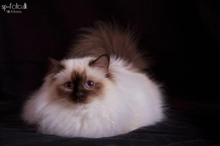 Hellig Birma DK Misling's Chloé - Billedet er taget af SP-Foto billede 1