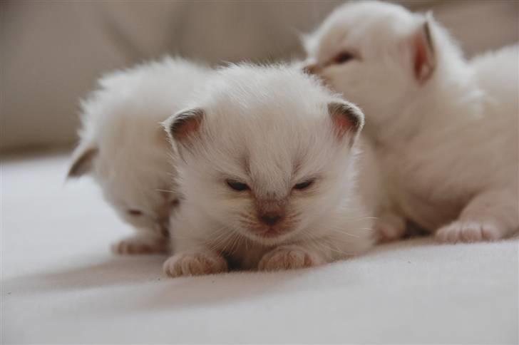 Hellig Birma DK Misling's Chloé billede 2