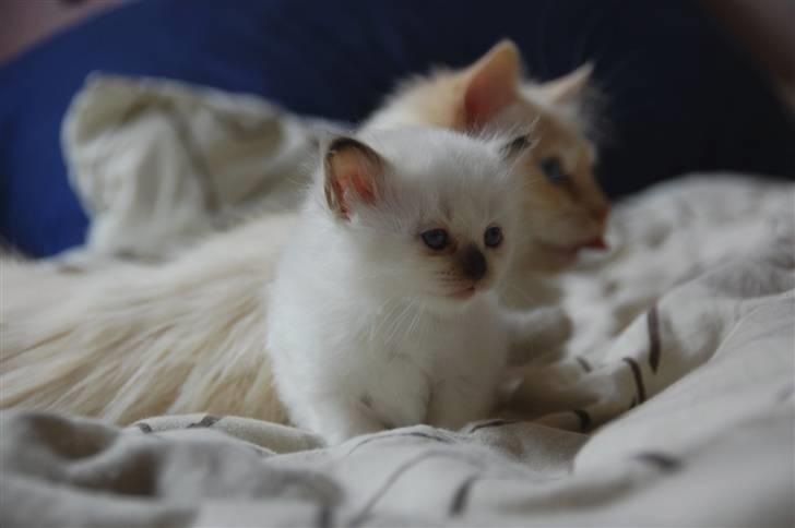 Hellig Birma DK Misling's Chloé billede 3