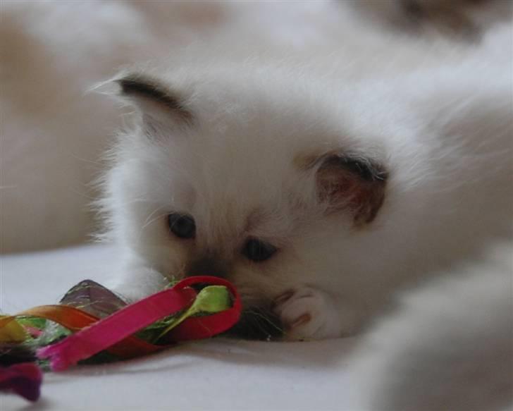 Hellig Birma DK Misling's Chloé billede 4