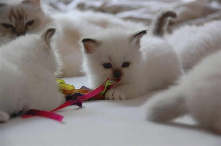 Hellig Birma DK Misling's Chloé billede 5