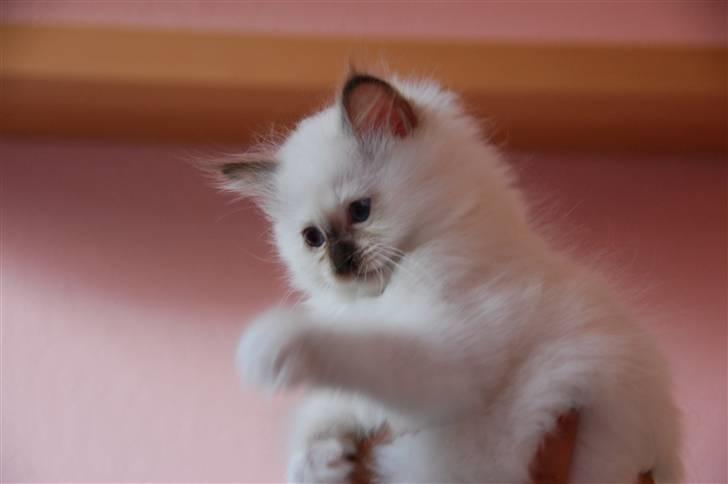 Hellig Birma DK Misling's Chloé billede 6