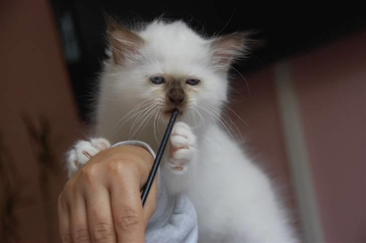 Hellig Birma DK Misling's Chloé billede 7