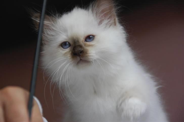 Hellig Birma DK Misling's Chloé billede 8