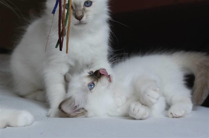 Hellig Birma DK Misling's Chloé billede 9