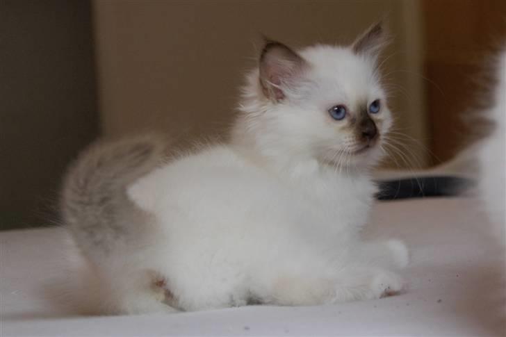 Hellig Birma DK Misling's Chloé billede 10