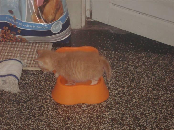 Huskat Garfield billede 2