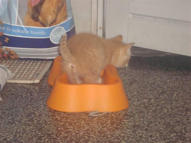 Huskat Garfield billede 3