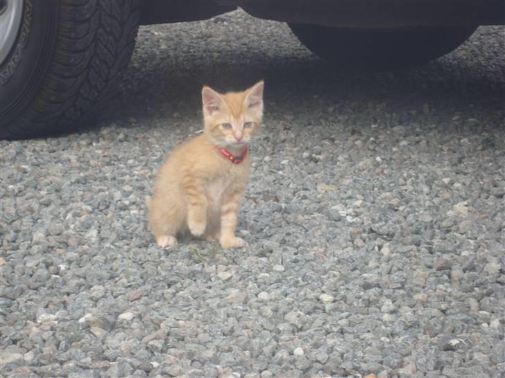 Huskat Garfield billede 4