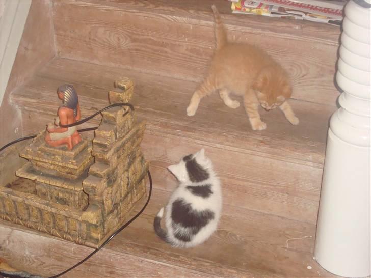 Huskat Garfield - Garfield med afdøde bror mille R.I.P billede 5