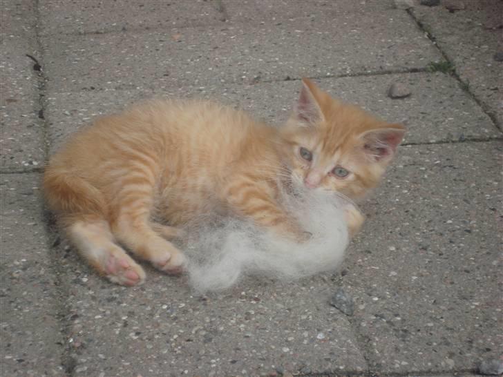 Huskat Garfield - Igen de to  billede 6