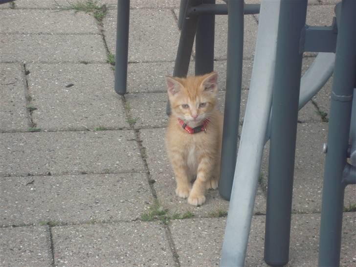 Huskat Garfield billede 7