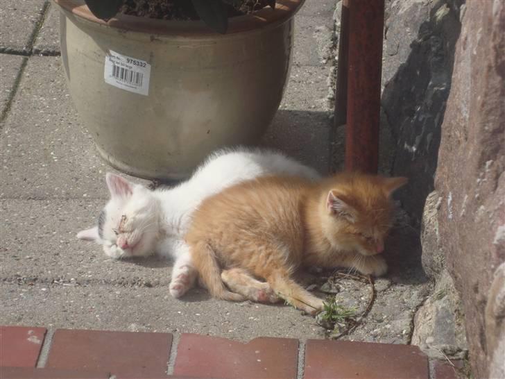 Huskat Garfield billede 8