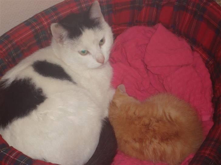 Huskat Garfield - Perle vores store hankat passer godt på den lille :o) billede 9