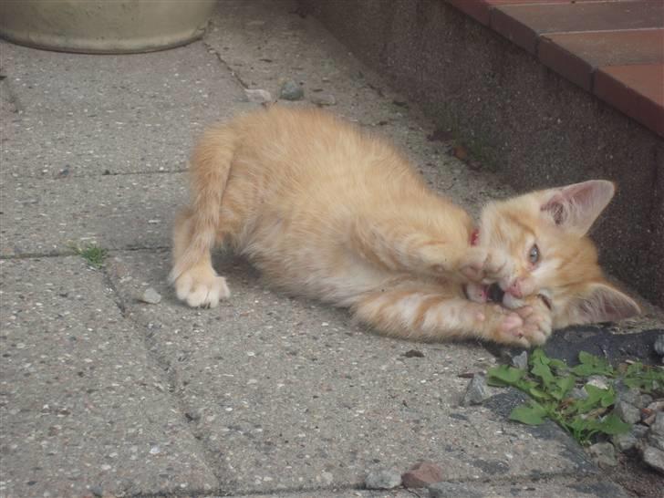 Huskat Garfield billede 10