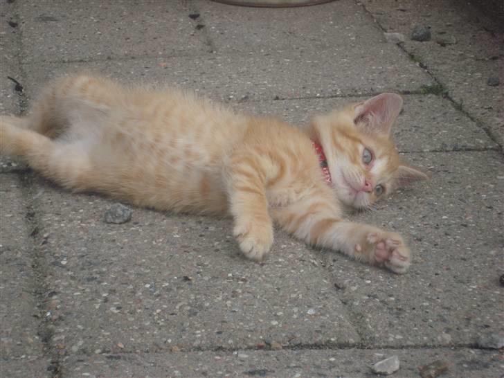 Huskat Garfield billede 11