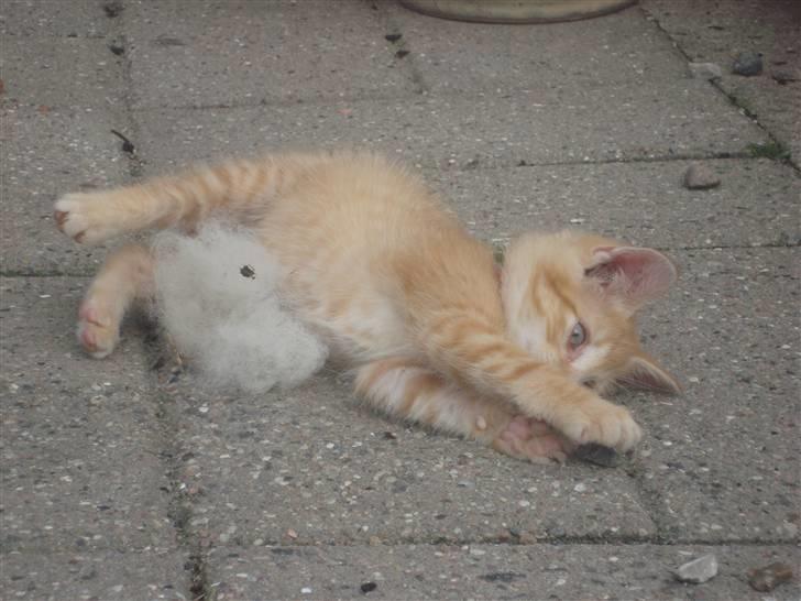 Huskat Garfield billede 12