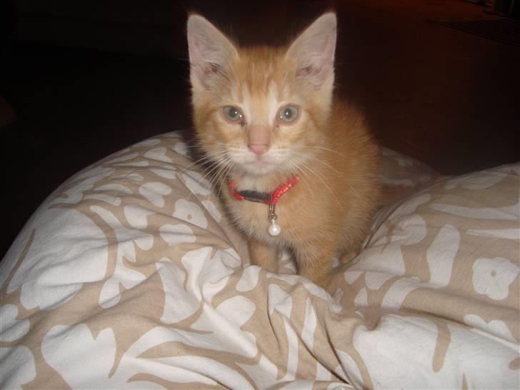 Huskat Garfield billede 13