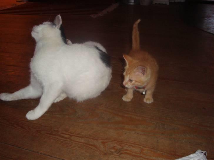 Huskat Garfield - Hmm Perle hvad laver du lige der ser sørme sjovt ud siger Garfield billede 14