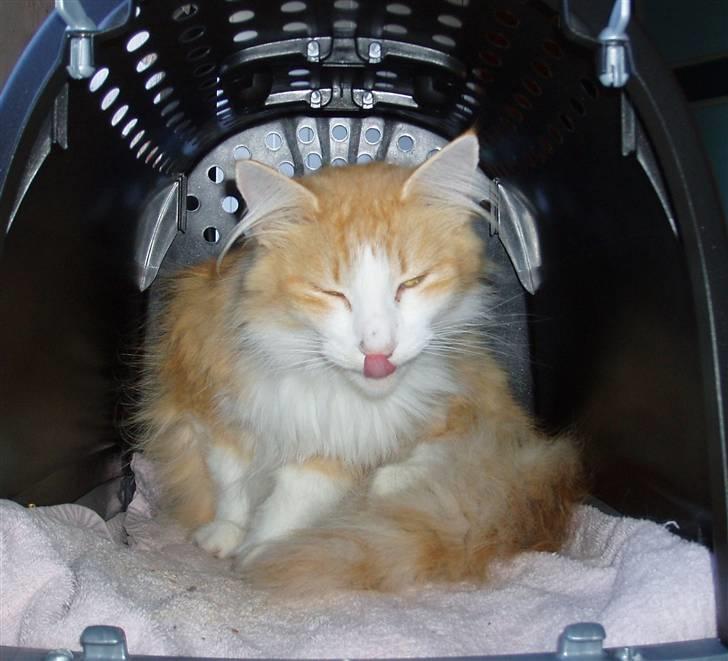 Norsk Skovkat R.I.P (Annabell) Mille billede 12