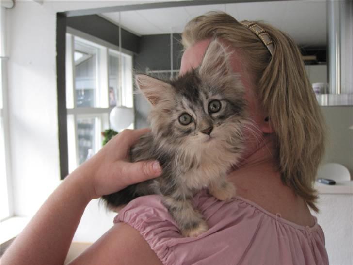 Maine Coon sølvfine billede 3