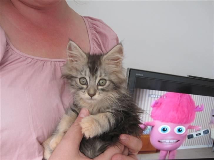 Maine Coon sølvfine billede 4