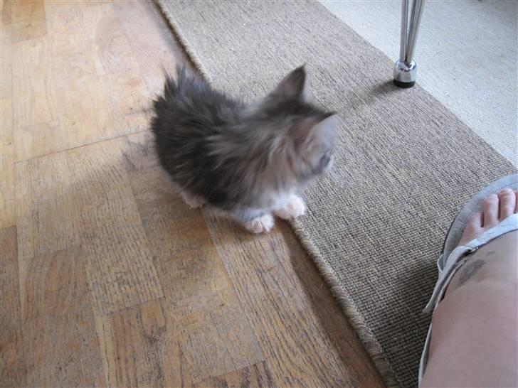 Maine Coon sølvfine billede 5