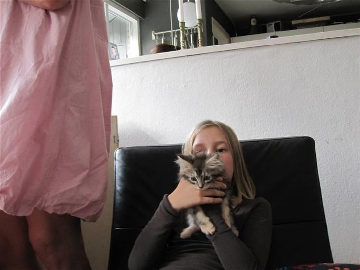 Maine Coon sølvfine billede 6