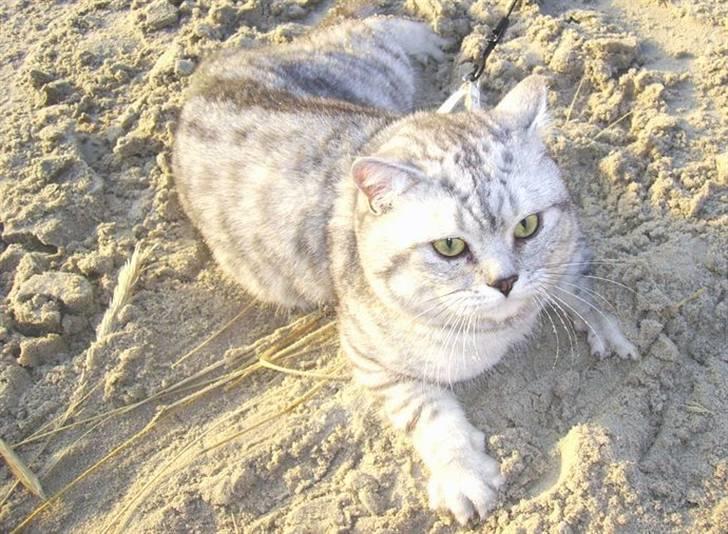 British Shorthair miky  billede 4