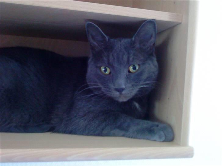 Huskat Herman - Herman nu :) billede 16