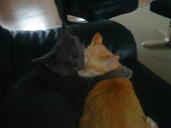 Huskat Herman - Misserne krammer :) billede 17