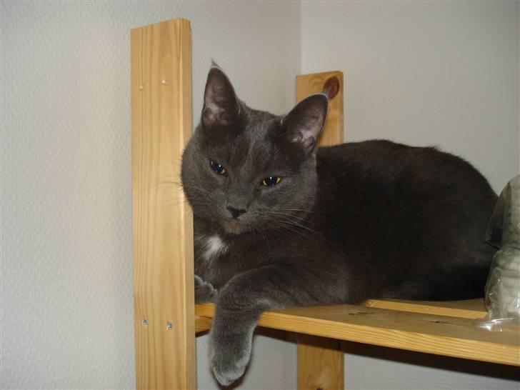 Huskat Herman billede 18