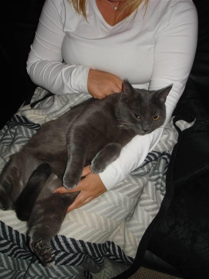 Huskat Herman - Han er blevet en velvoksen kat efterhånden :) billede 19