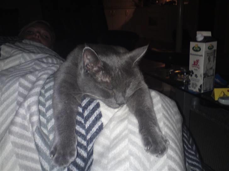 Huskat Herman billede 20