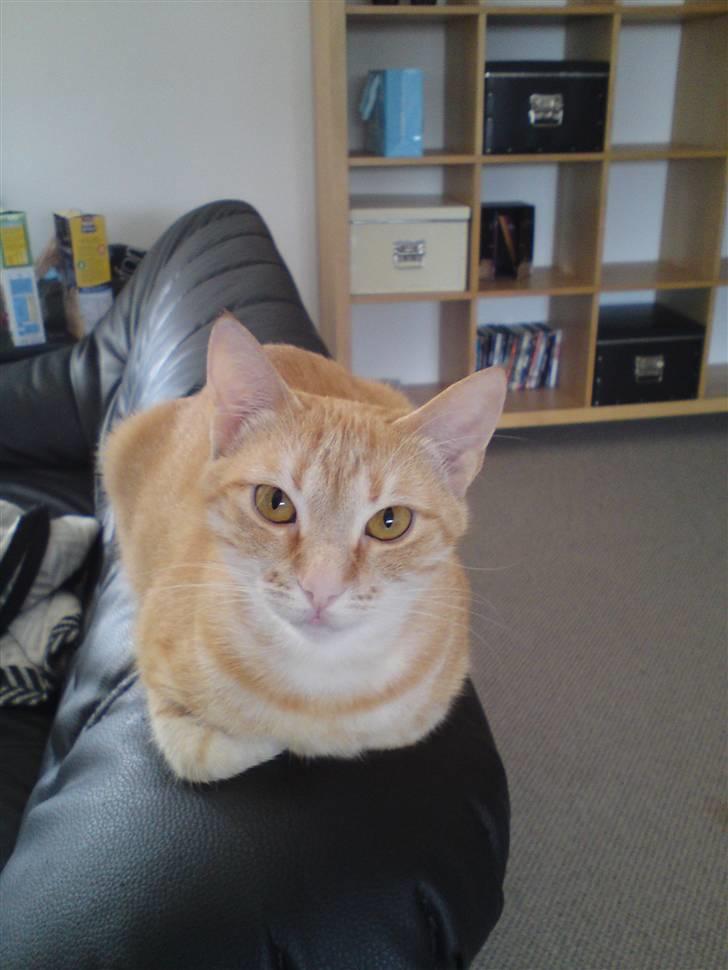 Huskat Sussi billede 1