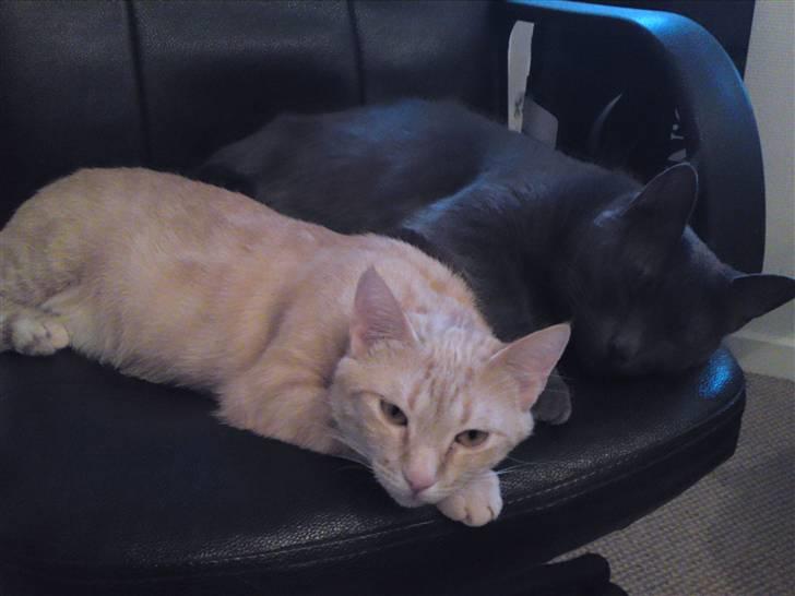 Huskat Sussi - Hygge med storebror Herman billede 2