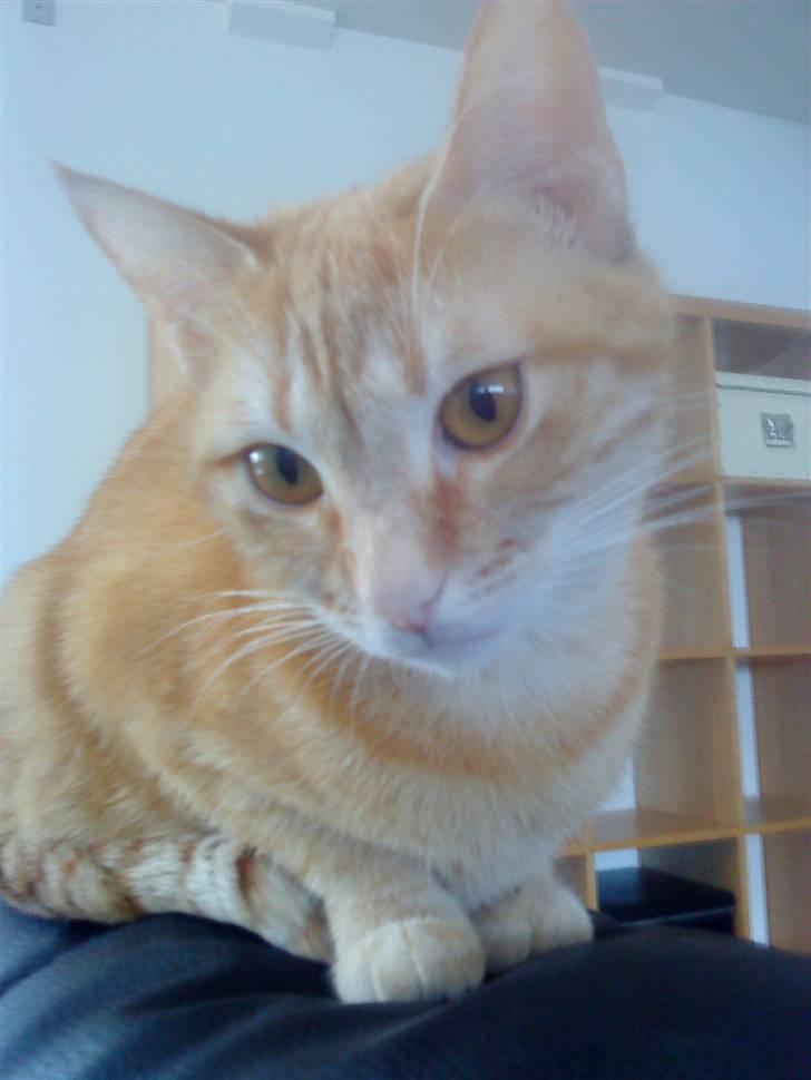 Huskat Sussi billede 3